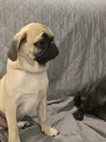 Lenny, a male Pug for sale in Port Charlotte, FL – 5 of 10