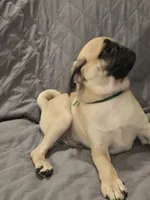 Lenny, a male Pug for sale in Port Charlotte, FL – 4 of 10