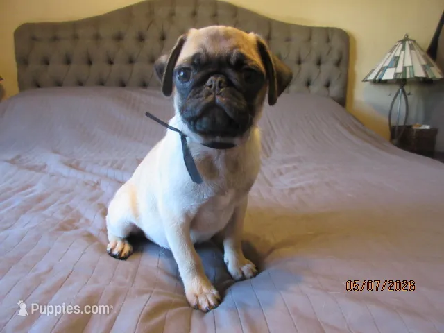 Tucker – Pug puppy for sale in Port Charlotte, FL