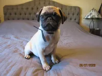 Tucker, a male Pug for sale in Port Charlotte, FL – 1 of 9