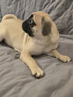 Lenny, a male Pug for sale in Port Charlotte, FL – 10 of 10