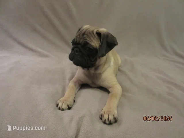 Clyde – Pug puppy for sale in Port Charlotte, FL