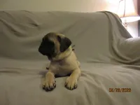Clyde, a male Pug for sale in Port Charlotte, FL – 5 of 10