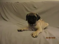 Clyde, a male Pug for sale in Port Charlotte, FL – 9 of 10