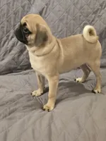 Lenny, a male Pug for sale in Port Charlotte, FL – 8 of 10