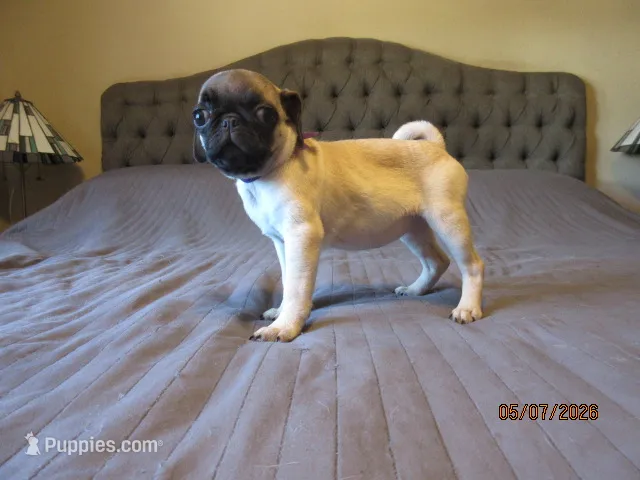 Star – Pug puppy for sale in Port Charlotte, FL