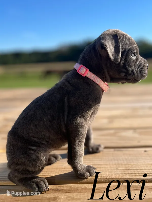 Lexi – Cane Corso puppy for sale in Spencerville, IN