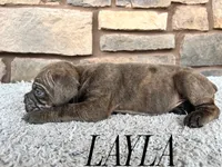 Layla, a female Cane Corso for sale in Spencerville, IN – 5 of 5