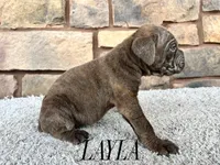 Layla, a female Cane Corso for sale in Spencerville, IN – 4 of 5