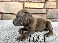 Lola, a female Cane Corso for sale in Spencerville, IN – 4 of 5
