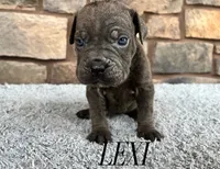 Lexi, a female Cane Corso for sale in Spencerville, IN – 5 of 5