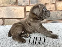 Lilly, a female Cane Corso for sale in Spencerville, IN – 1 of 5