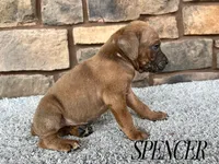 Spencer, a male Cane Corso for sale in Spencerville, IN – 4 of 5