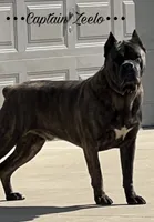 Stan, a male Cane Corso for sale in Spencerville, IN – 2 of 5