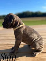 Stan, a male Cane Corso for sale in Spencerville, IN – 2 of 8