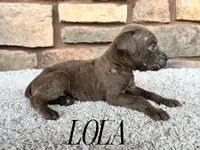 Lola, a female Cane Corso for sale in Spencerville, IN – 5 of 5