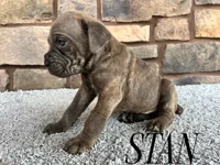 Stan, a male Cane Corso for sale in Spencerville, IN – 5 of 5