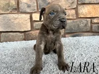 Lara, a female Cane Corso for sale in Spencerville, IN – 3 of 5