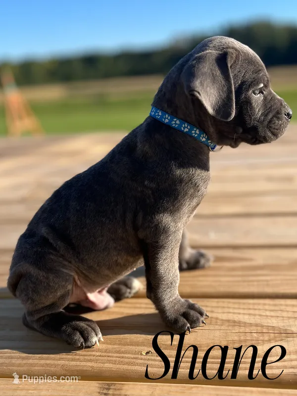Shane – Cane Corso puppy for sale in Spencerville, IN