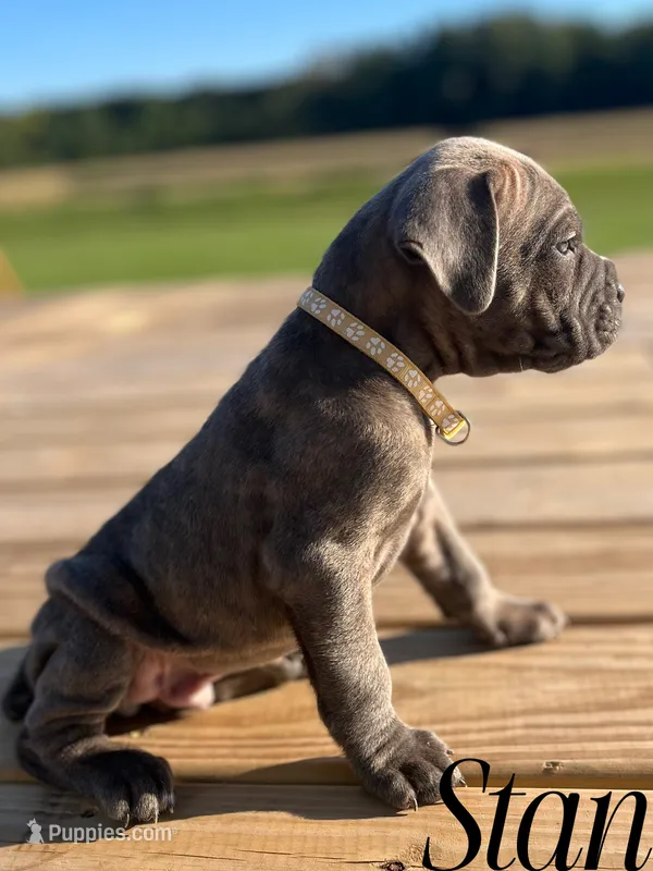 Stan – Cane Corso puppy for sale in Spencerville, IN
