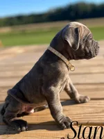 Stan, a male Cane Corso for sale in Spencerville, IN – 1 of 8