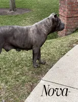 Stan, a male Cane Corso for sale in Spencerville, IN – 4 of 5
