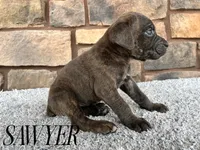 Sawyer, a male Cane Corso for sale in Spencerville, IN – 4 of 5