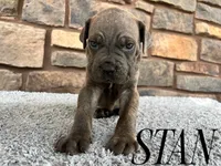 Stan, a male Cane Corso for sale in Spencerville, IN – 3 of 5