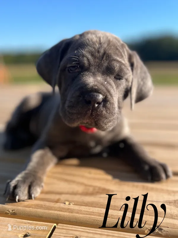 Lilly – Cane Corso puppy for sale in Spencerville, IN