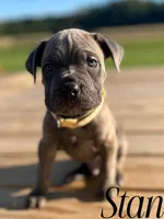 Stan, a male Cane Corso for sale in Spencerville, IN – 3 of 8