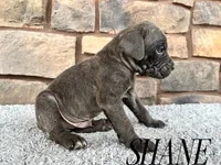 Shane, a male Cane Corso for sale in Spencerville, IN – 5 of 5