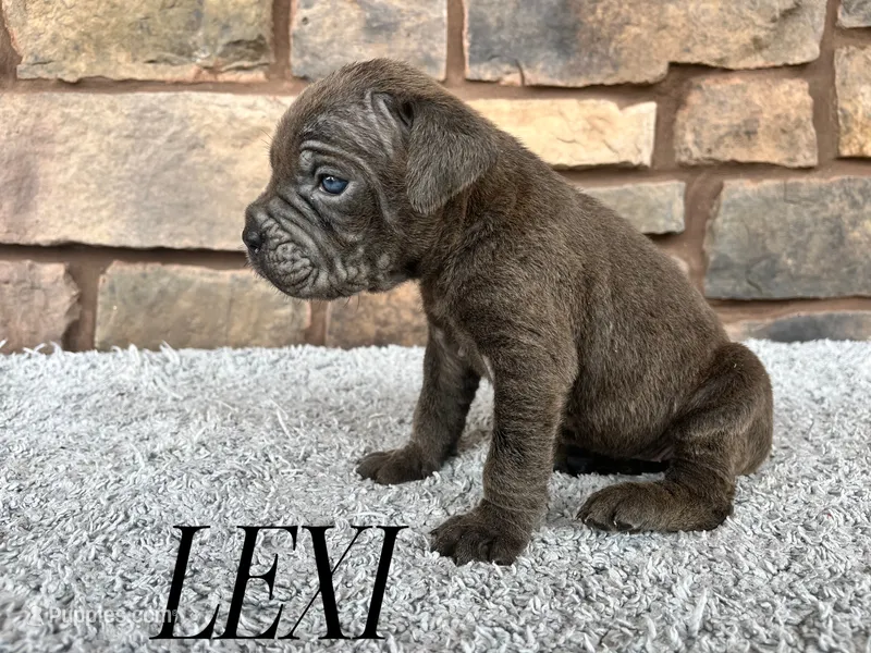 Lexi – Cane Corso puppy for sale in Spencerville, IN