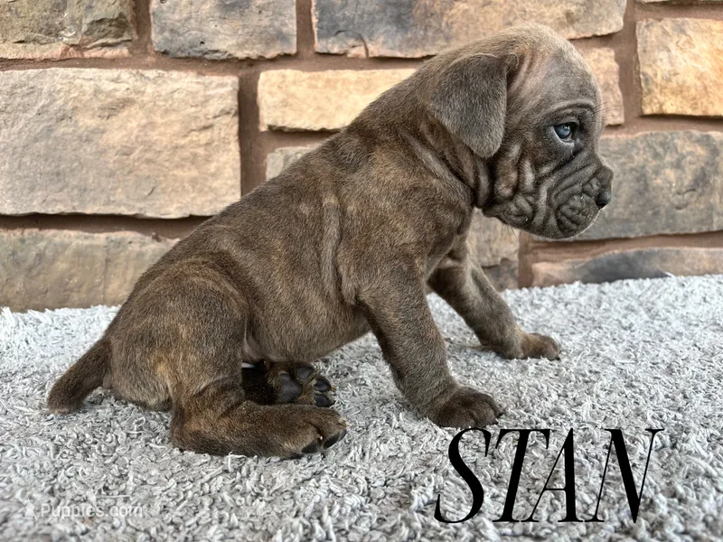 Stan – Cane Corso puppy for sale in Spencerville, IN