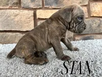 Stan, a male Cane Corso for sale in Spencerville, IN – 1 of 5