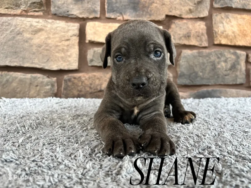 Shane – Cane Corso puppy for sale in Spencerville, IN