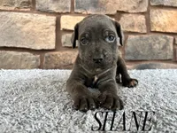 Shane, a male Cane Corso for sale in Spencerville, IN – 1 of 5