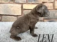 Lexi, a female Cane Corso for sale in Spencerville, IN – 4 of 5