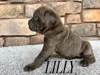 Lilly, a female Cane Corso for sale in Spencerville, IN – 2 of 5