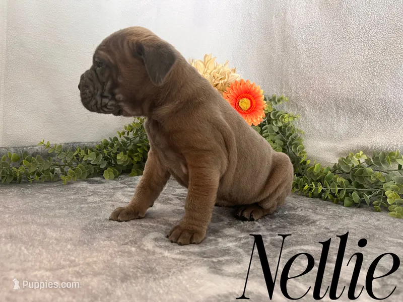 Nellie