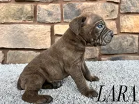 Lara, a female Cane Corso for sale in Spencerville, IN – 2 of 5