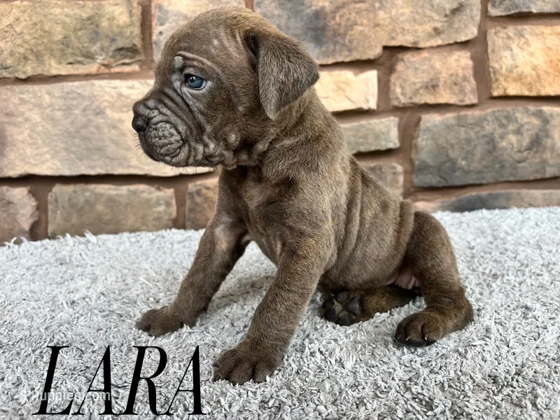 Lara – Cane Corso puppy for sale in Spencerville, IN