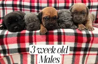 processed/9cda849c-dbc2-45de-9780-7fa0514b12be/listing/9a9bd0c3-8de2-4077-bd99-354dc2deae72/29442484-8b5f-4dfb-a09a-bebeaedaabb1