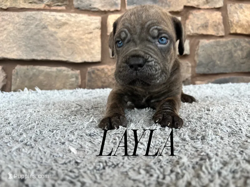 Layla – Cane Corso puppy for sale in Spencerville, IN