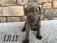 Lilly, a female Cane Corso for sale in Spencerville, IN – 3 of 5