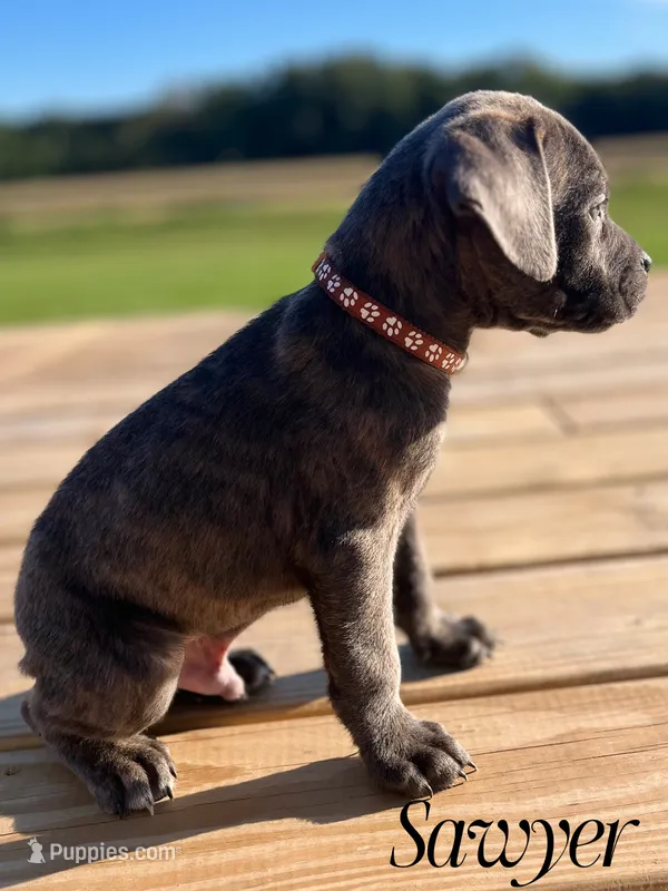 Sawyer – Cane Corso puppy for sale in Spencerville, IN