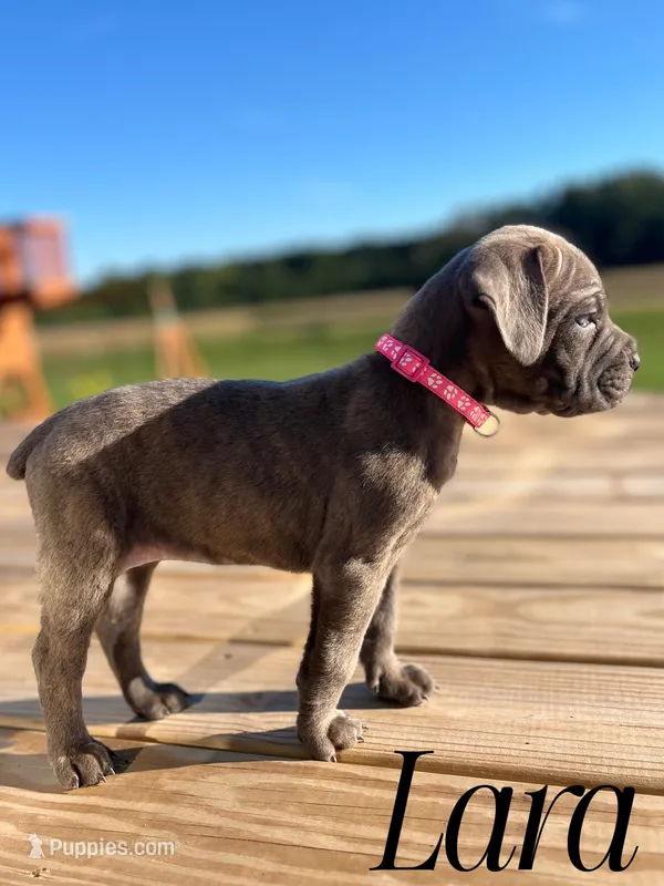 Lara – Cane Corso puppy for sale in Spencerville, IN