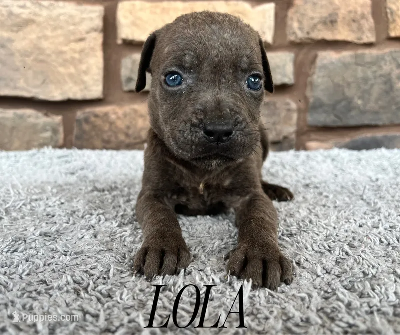 Lola – Cane Corso puppy for sale in Spencerville, IN