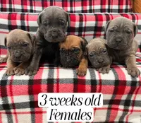 Neko, a female Cane Corso for sale in Spencerville, IN – Photo 4 of 8