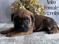 Neko, a female Cane Corso for sale in Spencerville, IN – Photo 2 of 8