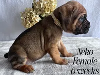 Neko, a female Cane Corso for sale in Spencerville, IN – Photo 3 of 8